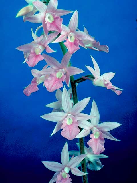 Clowesia
