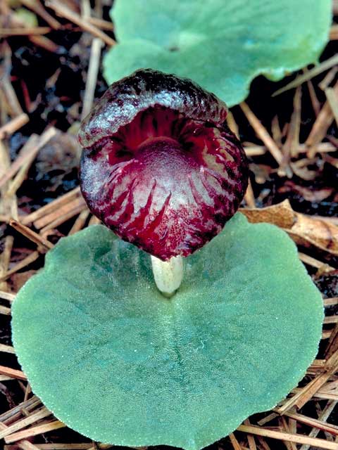 Corybas