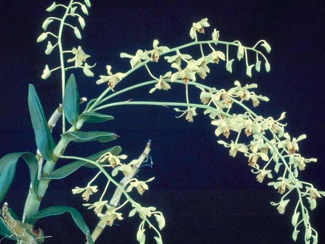 Dendrobium