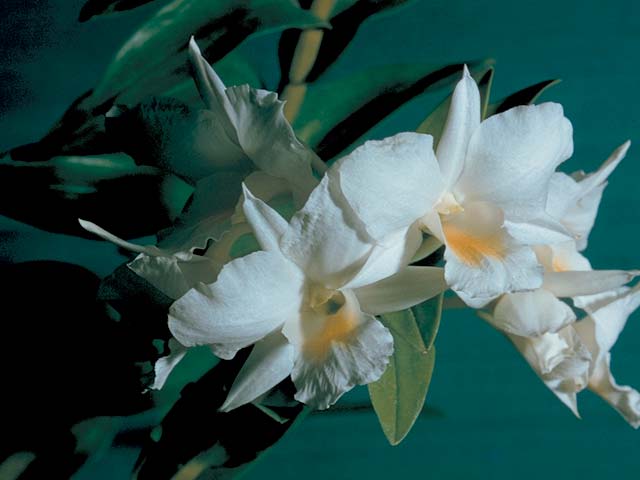 Dendrobium