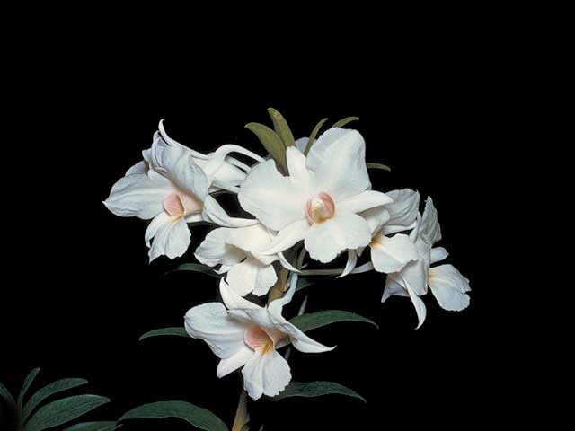 洋書 Orchid Species Culture : Dendrobium Orchid Species Culture: Dendrobium: Baker, Margaret L