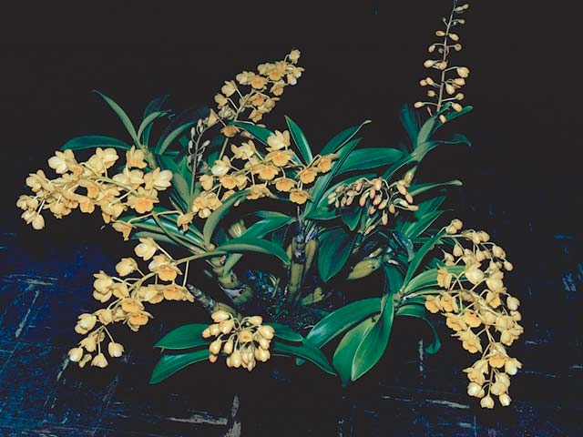 洋書 Orchid Species Culture : Dendrobium Orchid Species Culture: Dendrobium: Baker, Margaret L