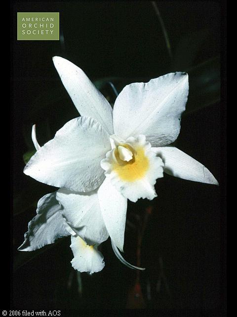 Laelia