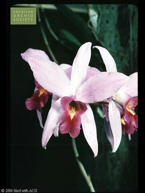 Laelia