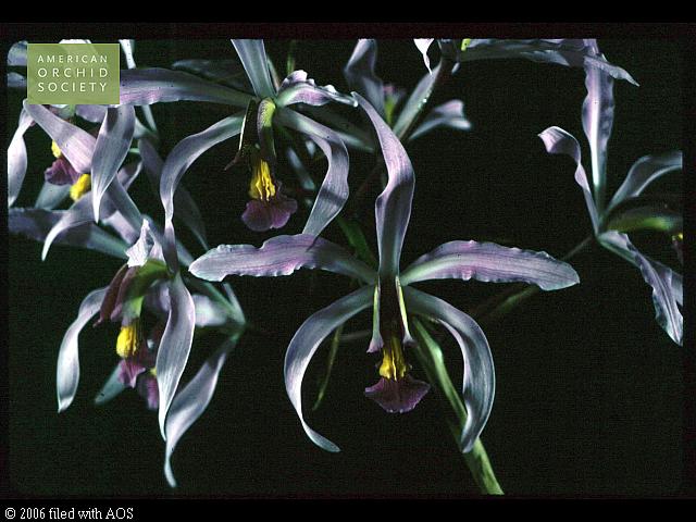 Laelia