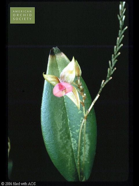 Lepanthes