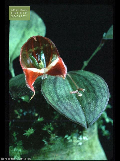 Lepanthes