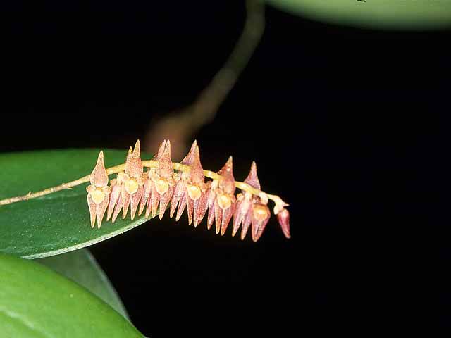 Lepanthopsis