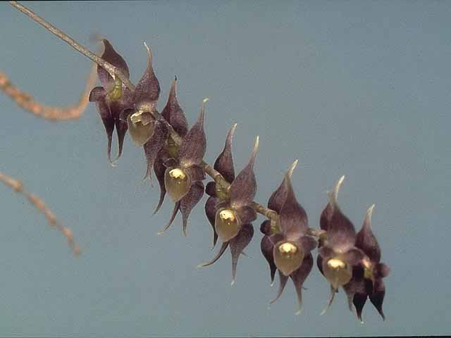Lepanthopsis