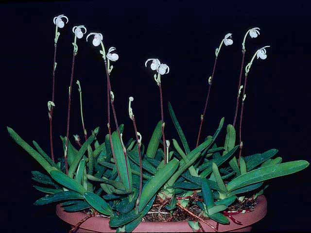 鉢植え　メキシペディウム ゼロフィチカム 鉢植え メキシペディウム ゼロフィチカム 鉢植え メキシペディウム