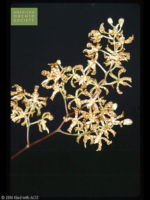 ◎◎洋蘭◎◎ Staurochilus. luchuensis Staurochilus luchuensis (Rolfe) Fukuyama