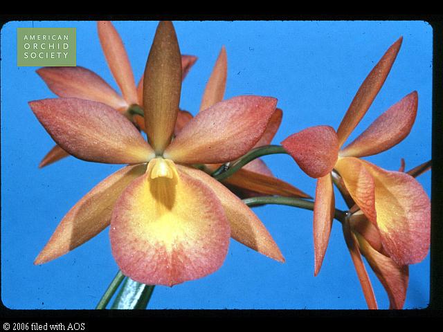 Stellamizutaara