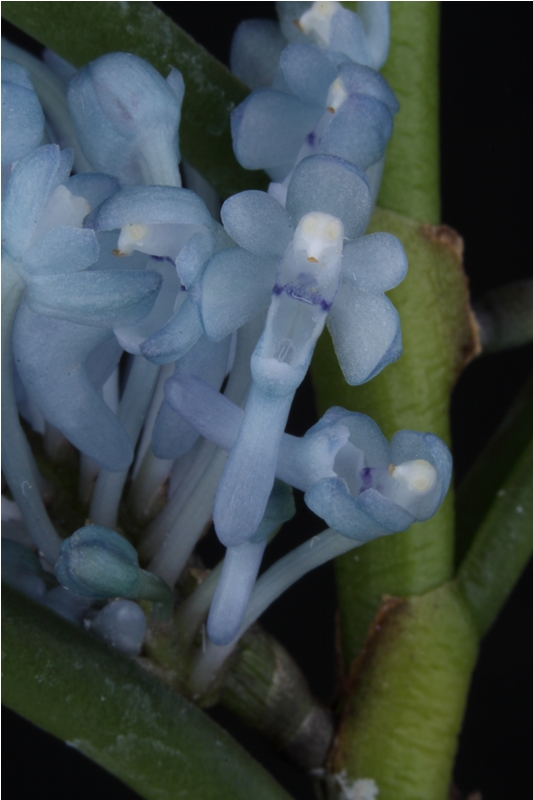 洋蘭原種　Cleisocentron merrillianum 洋ラン Cleisocentron merrillianum for Sale – Begin With Plants