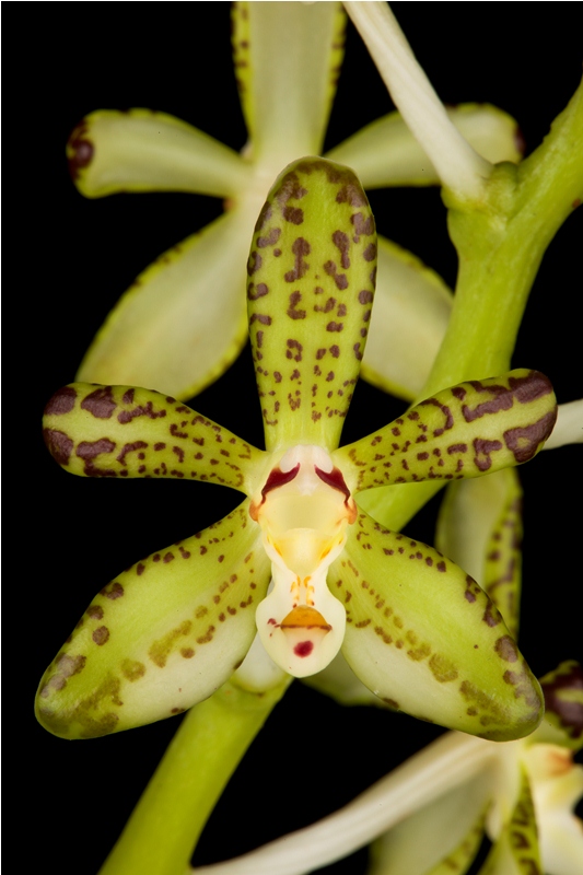 ◎◎洋蘭◎◎ Staurochilus. luchuensis Staurochilus luchuensis (Rolfe) Fukuyama