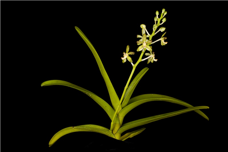 ◎◎洋蘭◎◎ Staurochilus. luchuensis Staurochilus luchuensis (Rolfe) Fukuyama