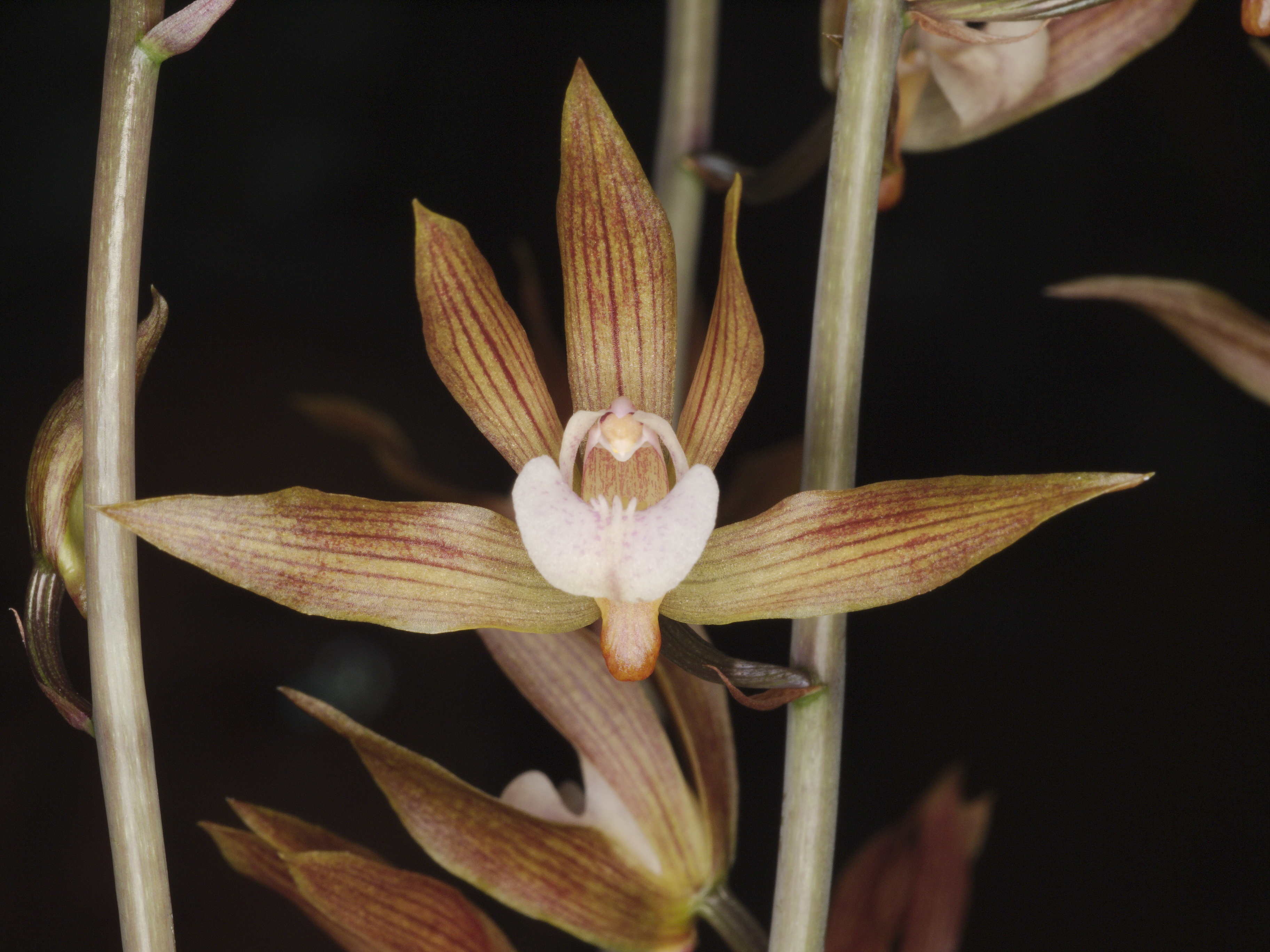 洋蘭 原種 稀少種 Neobenthamia. gracilis 開花大株 洋蘭 原種 稀少種 Neobenthamia. gracilis 開花大株 【公式通販】