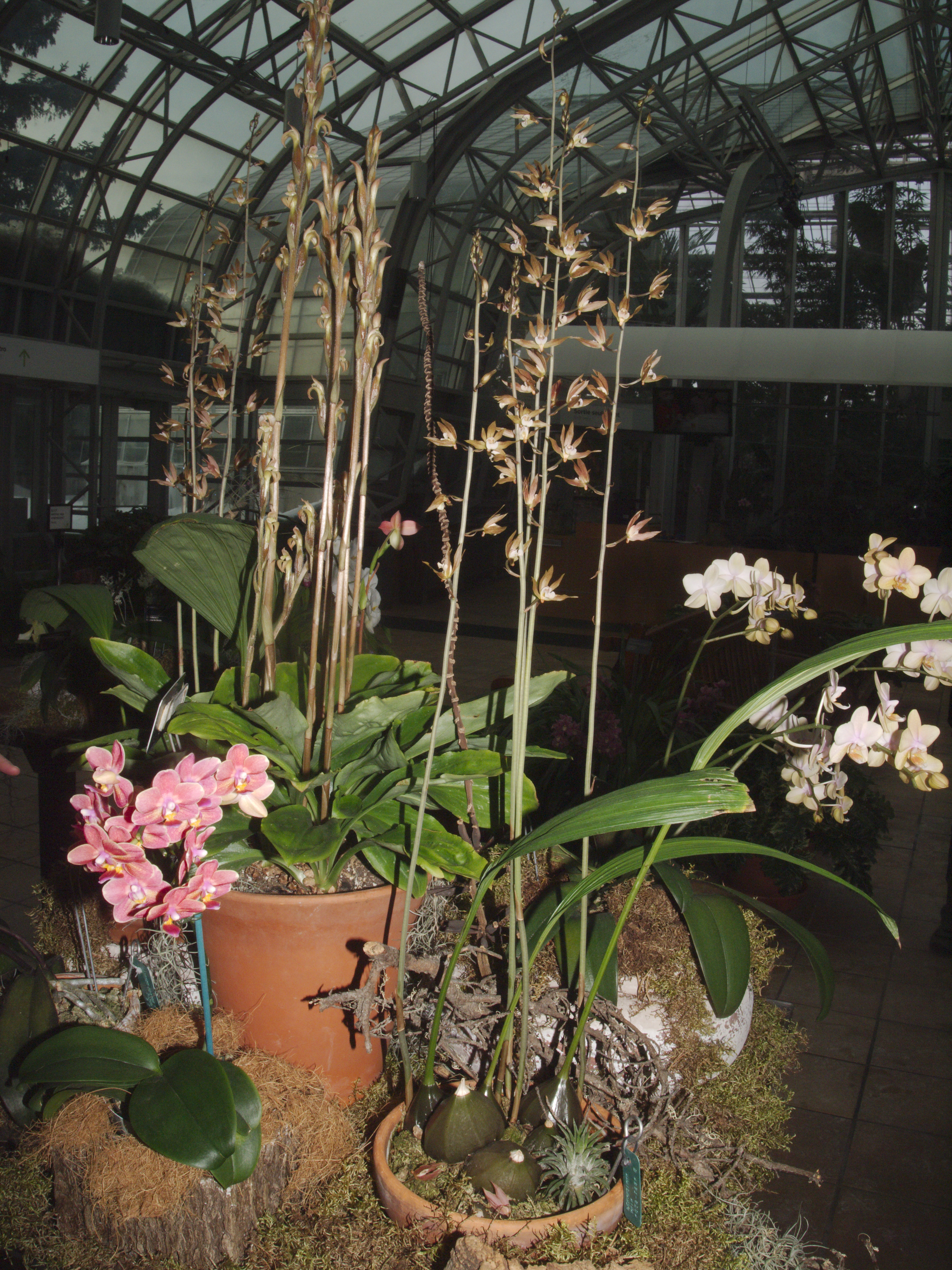 洋蘭原種 (005) 希少種 Tainia sp. タイニア sp. (スマトラ） 洋蘭原種