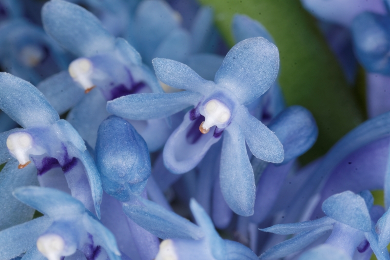 洋蘭原種　Cleisocentron merrillianum 洋ラン Cleisocentron merrillianum for Sale – Begin With Plants