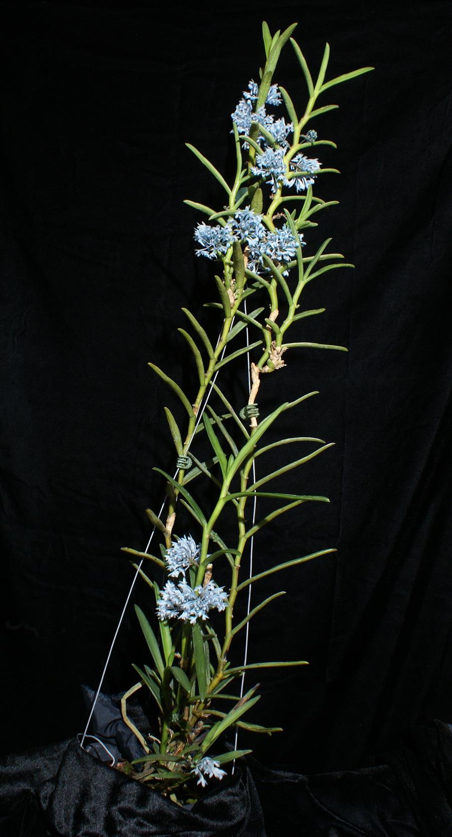 洋蘭原種　Cleisocentron merrillianum 洋ラン 20191630.jpg