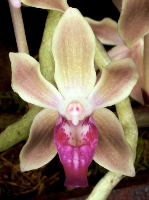 Paraphadenia