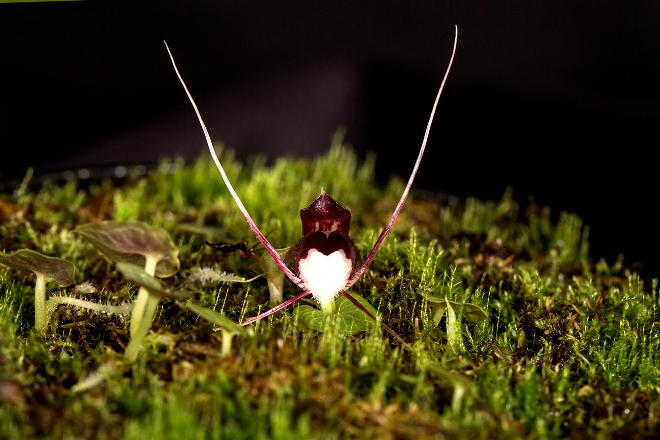 Corybas