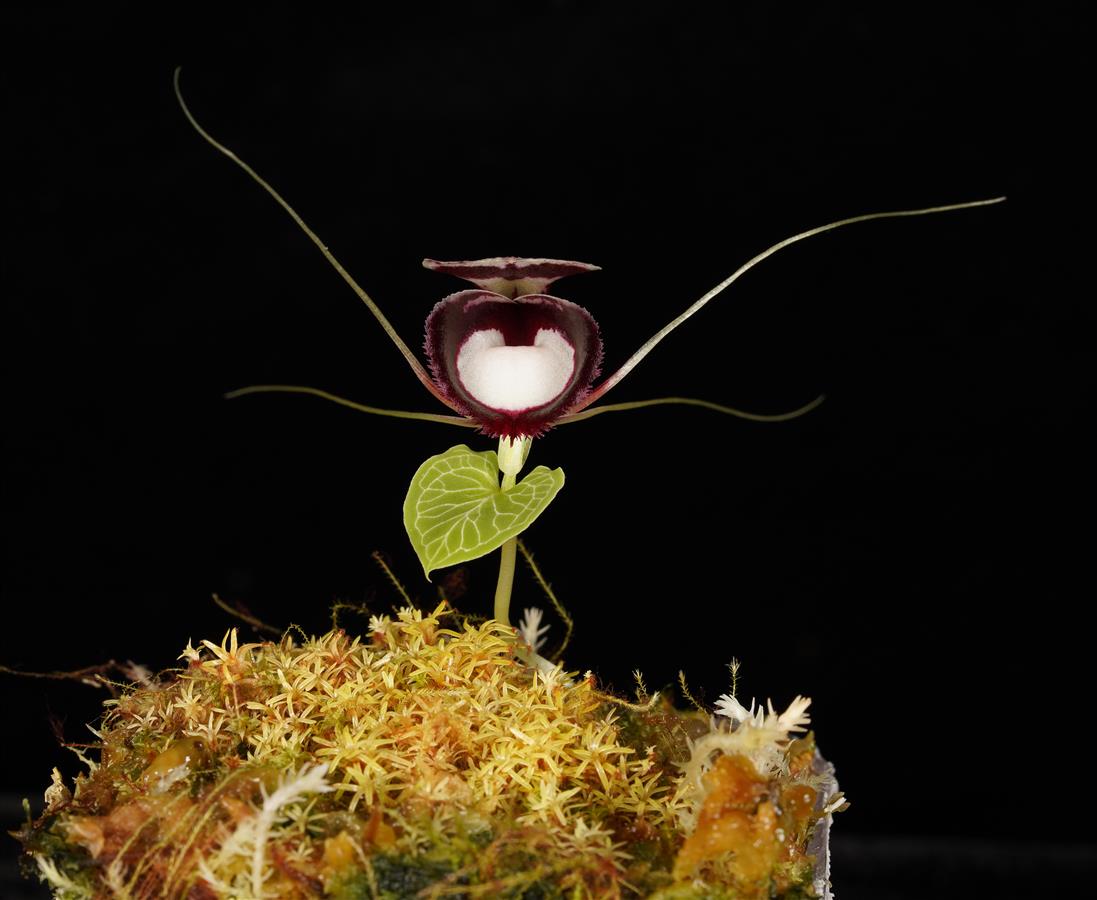 Corybas