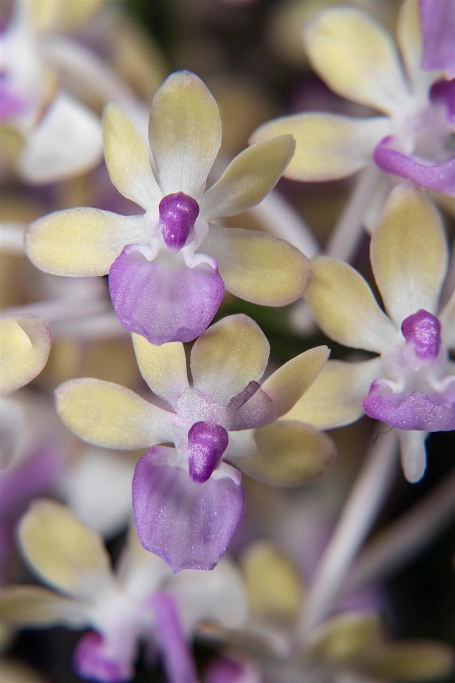 Seidenfadenia