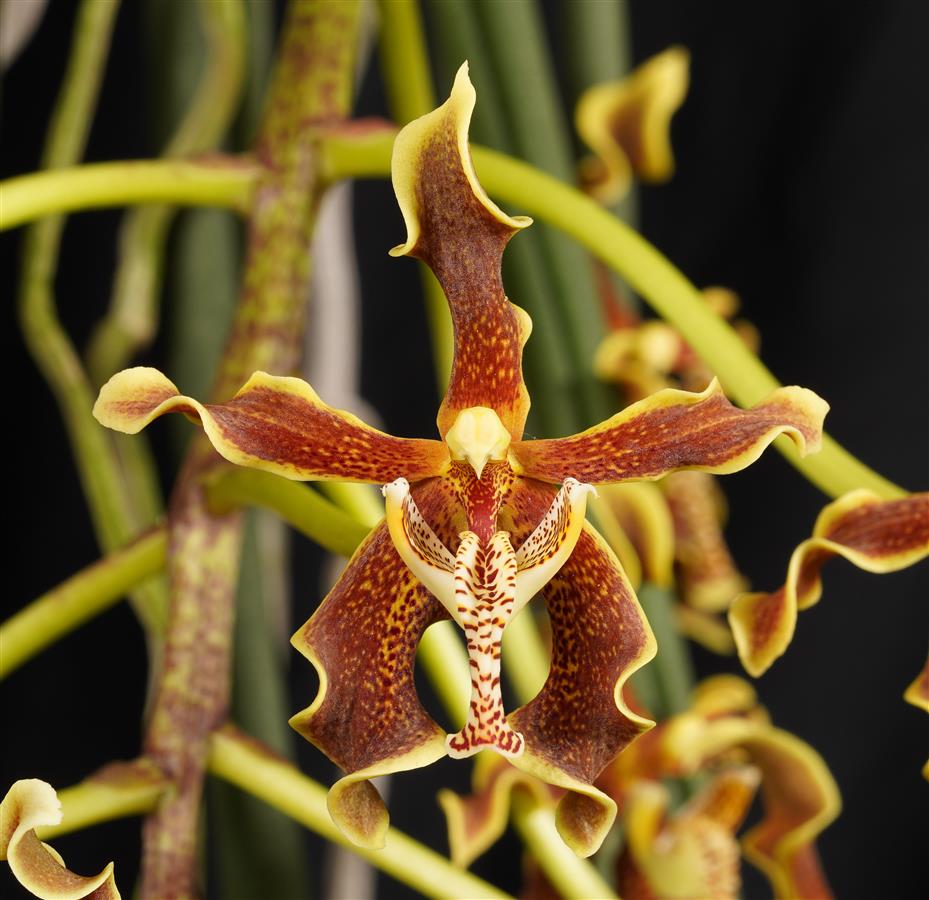 洋ラン Paraphalaenopsis labukensis 世界で最も葉の長いラン
