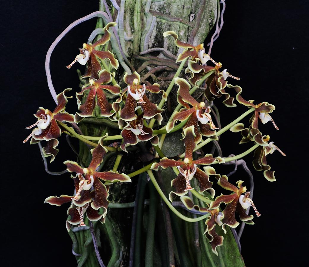 パラファレノプシス ラブケンシス Paraphalaenopsis labukensis