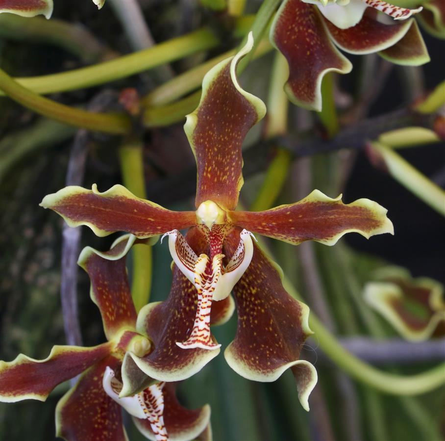 洋ラン Paraphalaenopsis labukensis 世界で最も葉の長いラン