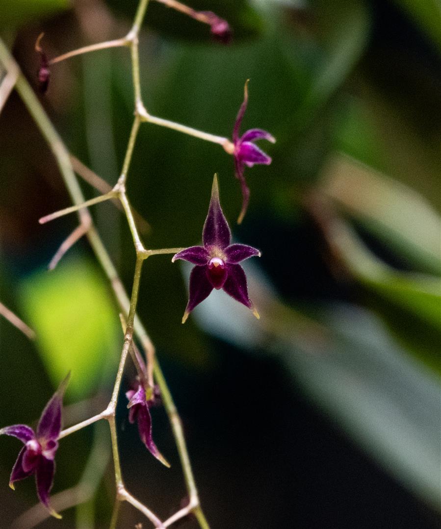 Lepanthopsis
