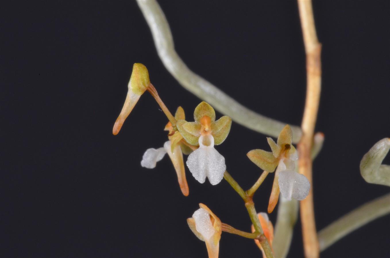 MICROCOELIA KOEHLERI Small deals Leafless Orchid Mounted