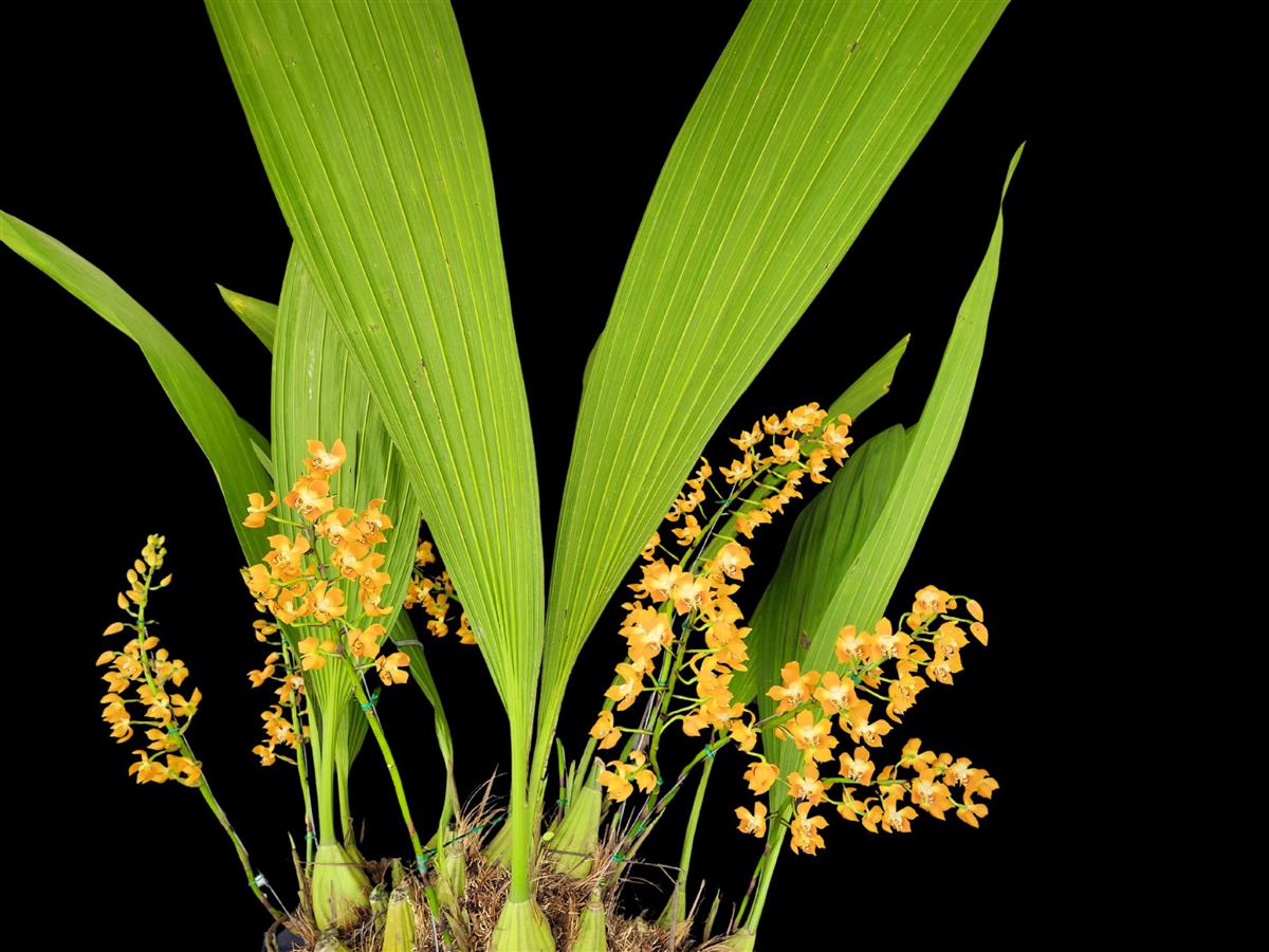 洋蘭原種 Neomoorea irrorata 実生フラスコ苗 限定販売