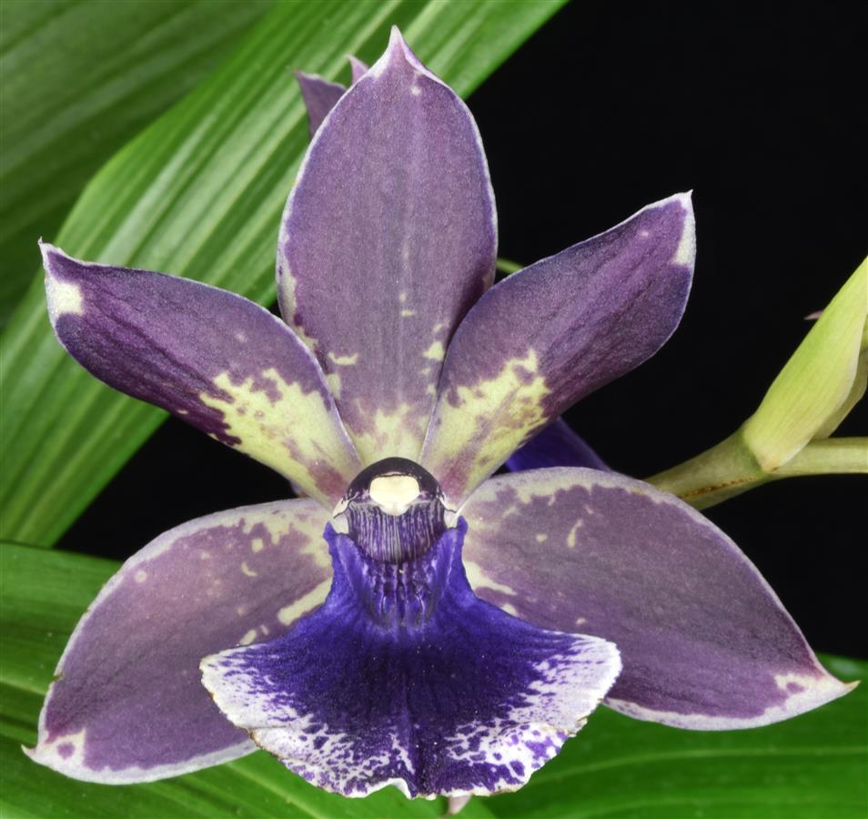 Zygonisia