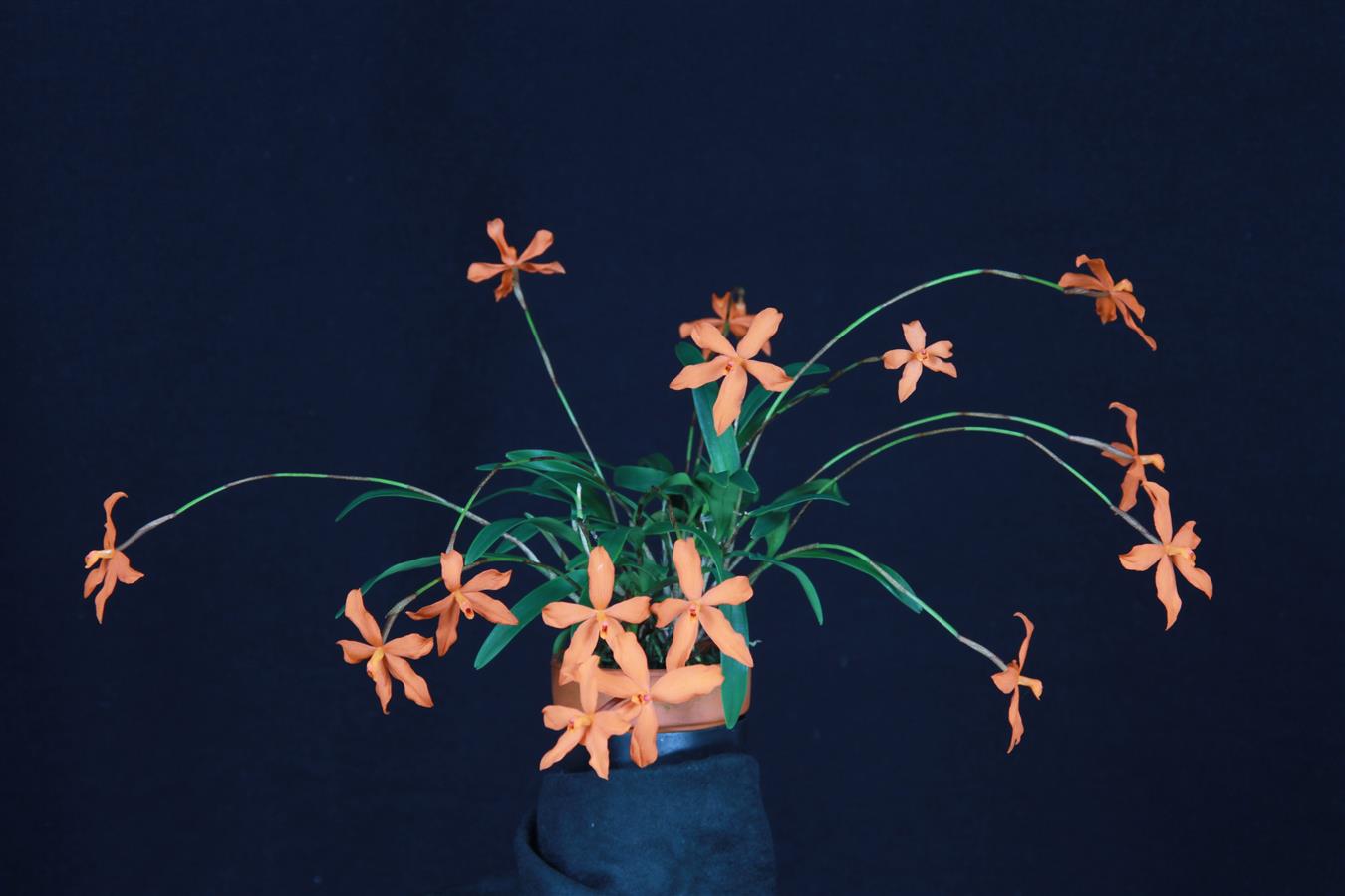 Neocogniauxia
