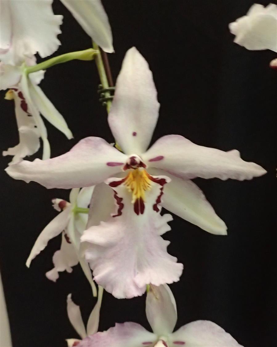 alice auaa ドロワーズ（白） alice auaa ドロワーズ（白） alice auaa