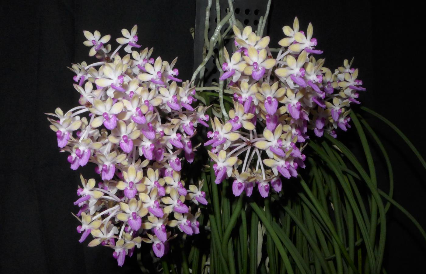 Seidenfadenia