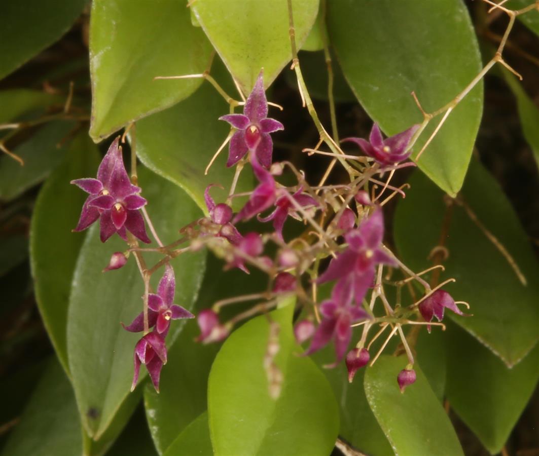 Lepanthopsis