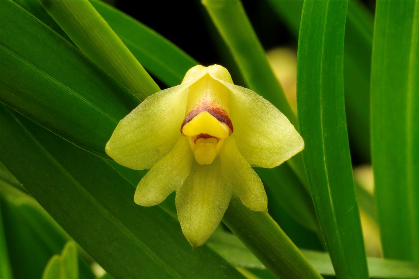 Dendrobium