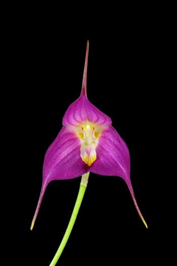Dracuvallia