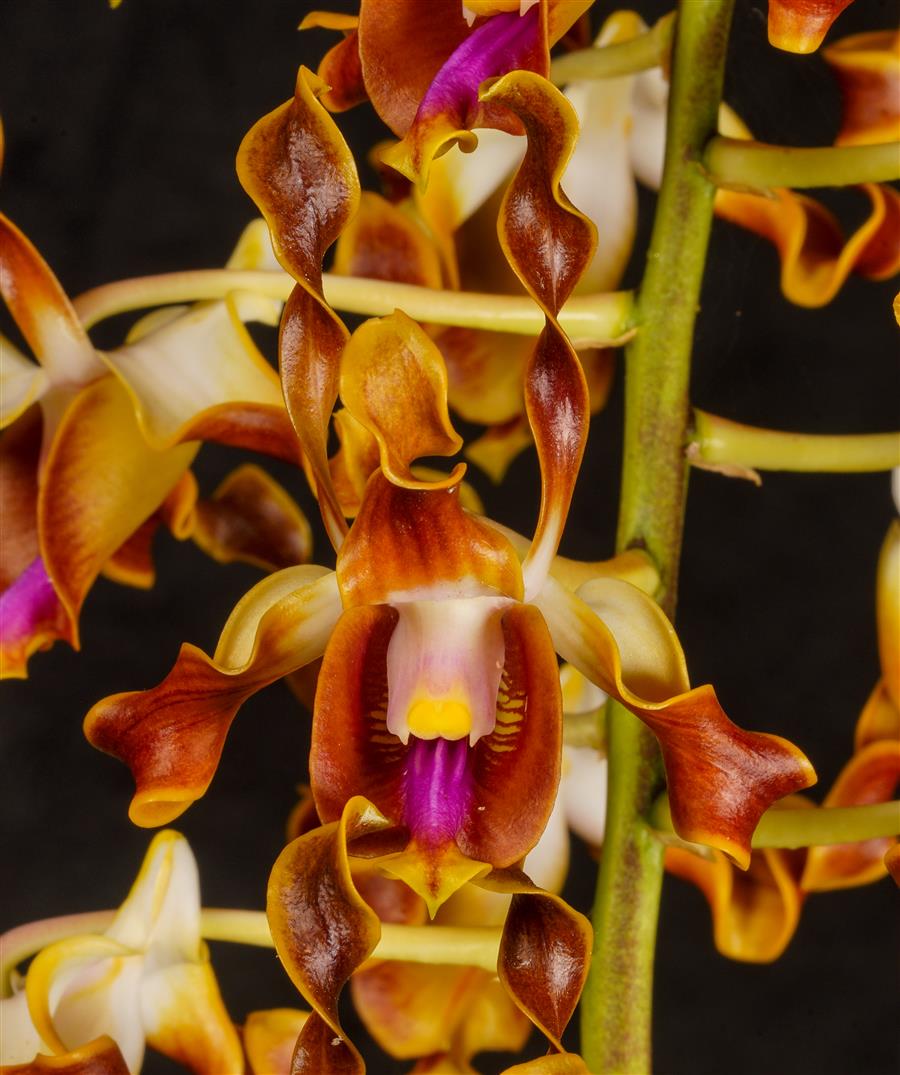 Dendrobium