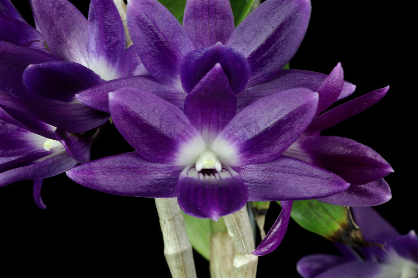 Orchid Species Culture: Dendrobium: Baker, Margaret L