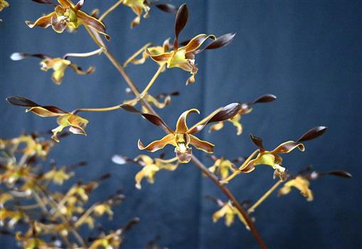 洋書 Orchid Species Culture : Dendrobium ORCHID SPECIES CULTURE. DENDROBIUM | Margaret L. Baker