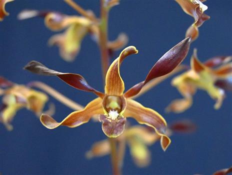 Dendrobium