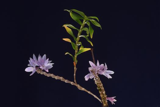 洋書 Orchid Species Culture : Dendrobium Orchid Species Culture: Dendrobium (Orchard Species Culture