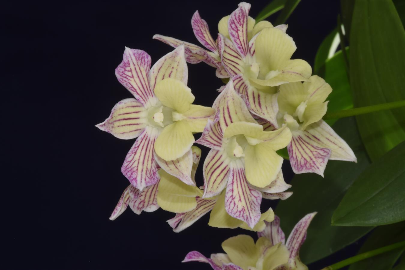 Dendrobium