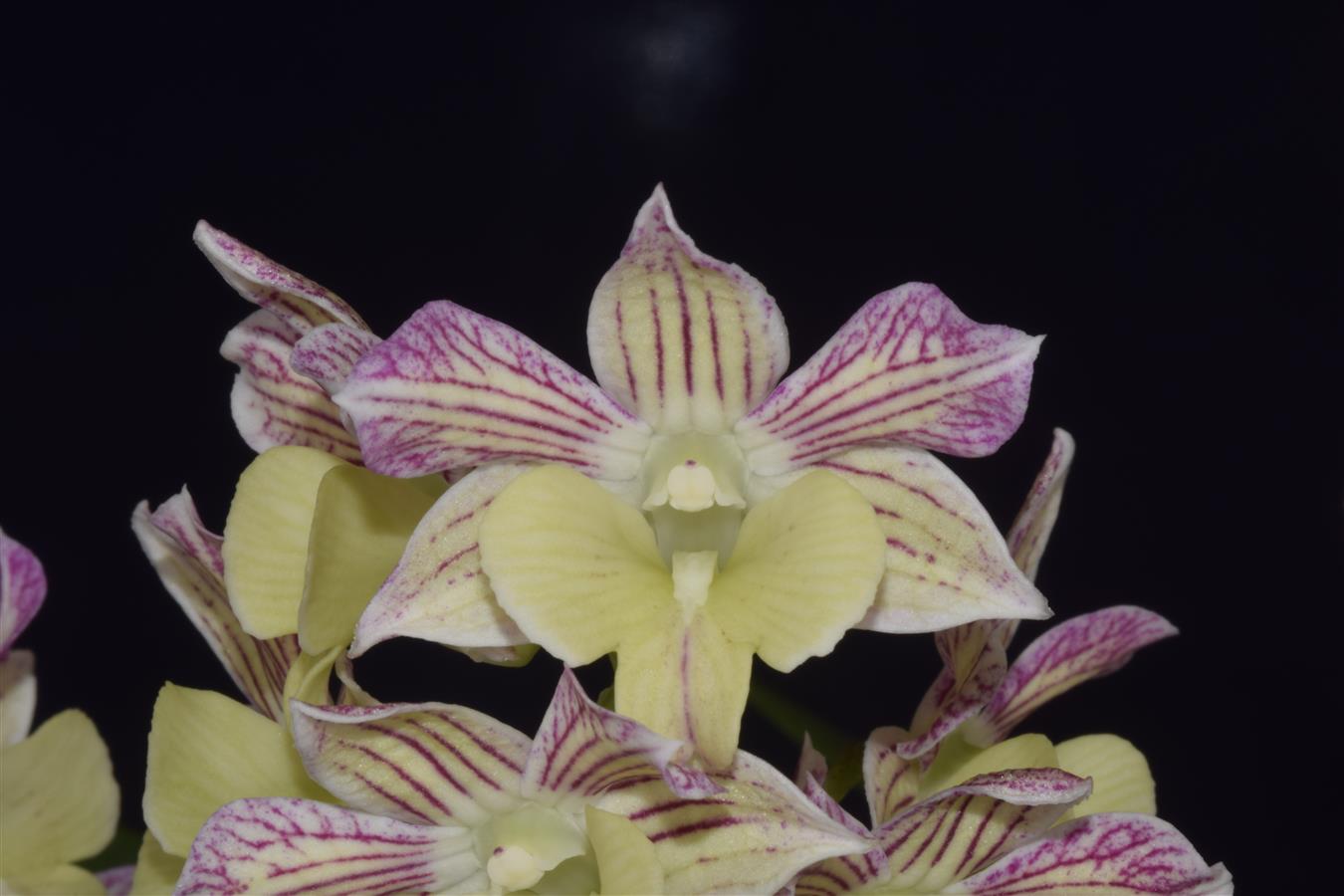 Dendrobium
