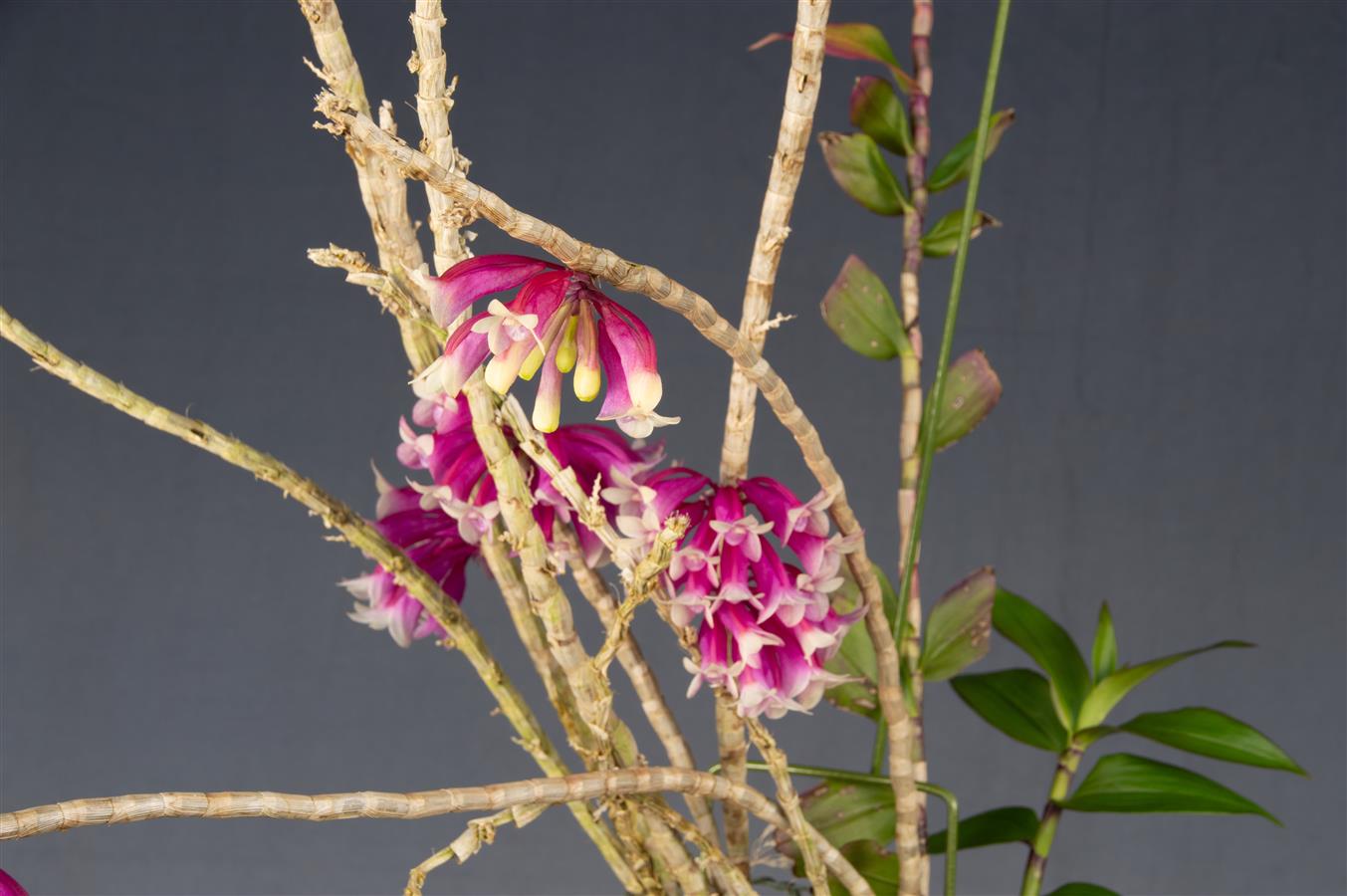 Dendrobium