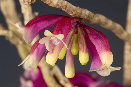 洋書 Orchid Species Culture : Dendrobium Orchid Species Culture: Dendrobium (Orchard Species Culture