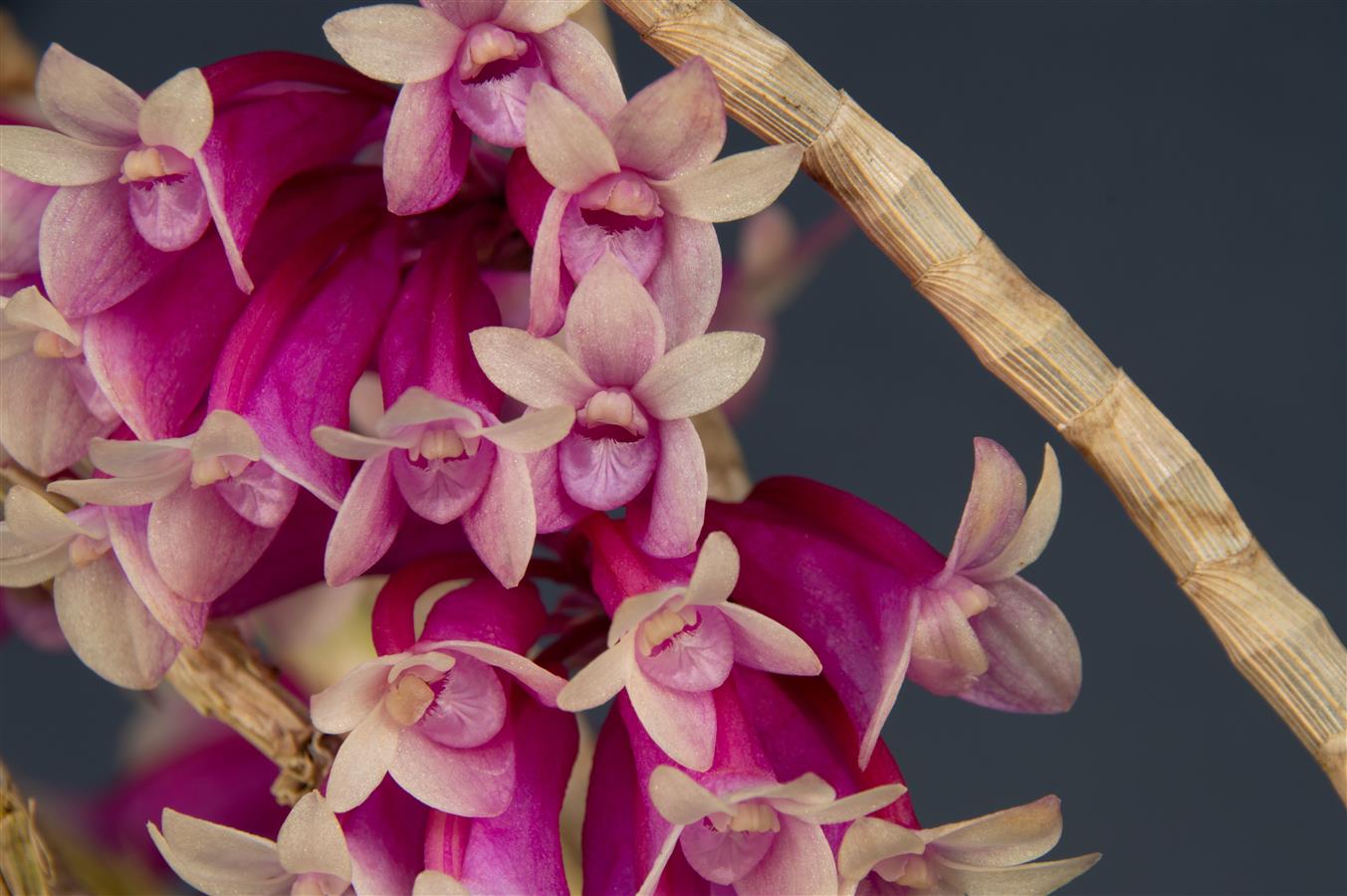 洋書 Orchid Species Culture : Dendrobium Orchid Species Culture: Dendrobium: Baker, Margaret L